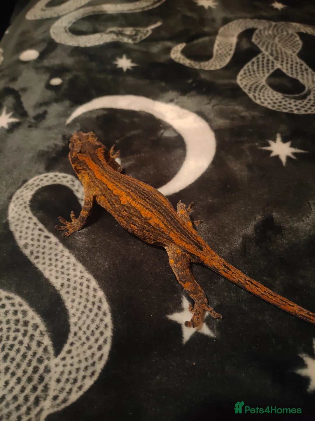 Gecko reptiles for sale: Multiple species of geckos and frog for sale  - Advert 1