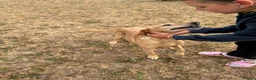 Labrador Retriever dogs for sale: Gorgeous 7 year old Labrador - Advert 3