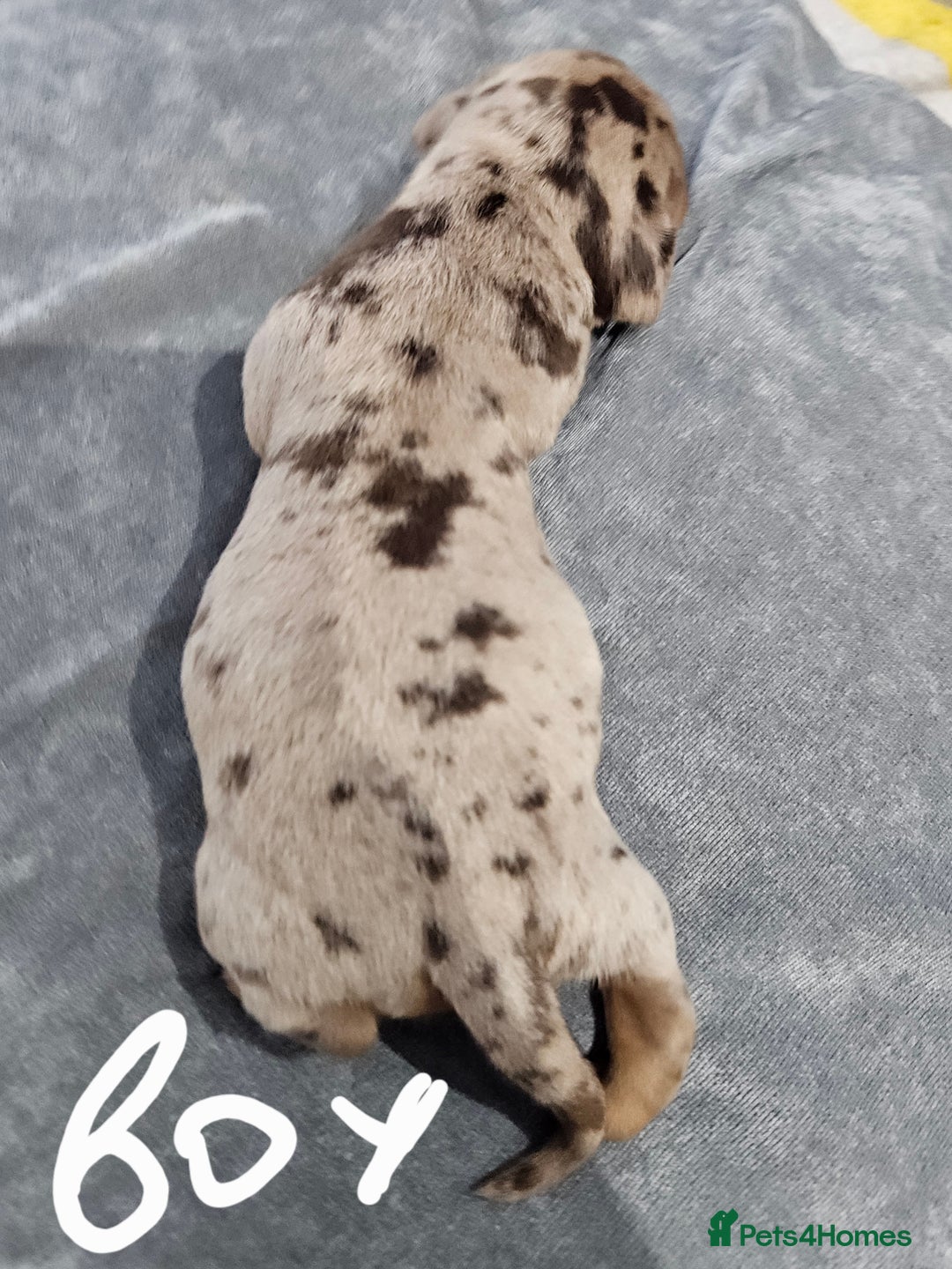 Dachshund dogs for sale: Dachshunds,Four girls and three boys - Advert 9