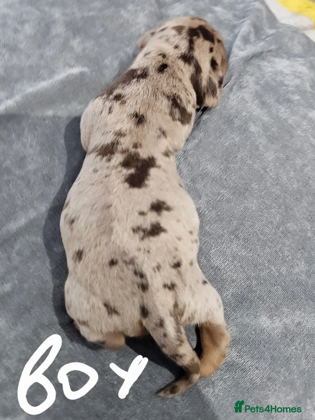 Dachshund dogs for sale: Dachshunds7puppies,only one brown girl left - Advert 7