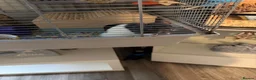 Rat rodents for sale: 2 male rats 1 year old  - Advert 3
