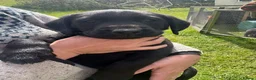 Labrador Retriever dogs for sale: Black Labrador Puppies - Advert 1