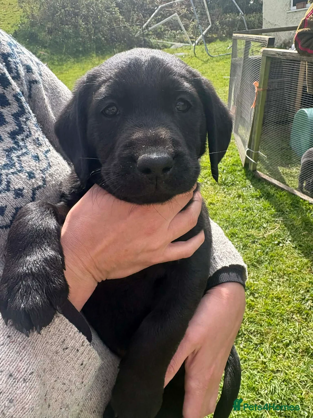 Labrador Retriever dogs for sale: Black Labrador Puppies - Advert 1