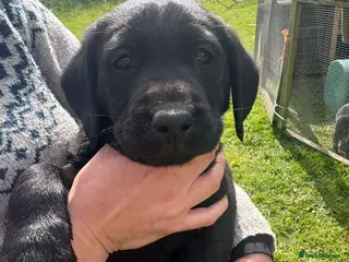 Labrador Retriever dogs Black Labrador Puppies - Advert 10
