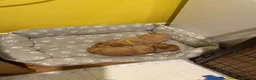 Cavapoo dogs for sale: Beautiful Golden cavapoo puppies - Advert 18