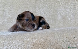 Lhasapoo dogs for sale: 9 stunning lhasapoo’s  - Image 10