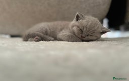 British Shorthair cats for sale: Beautiful, show quality lilac and blue BSH - Image 12