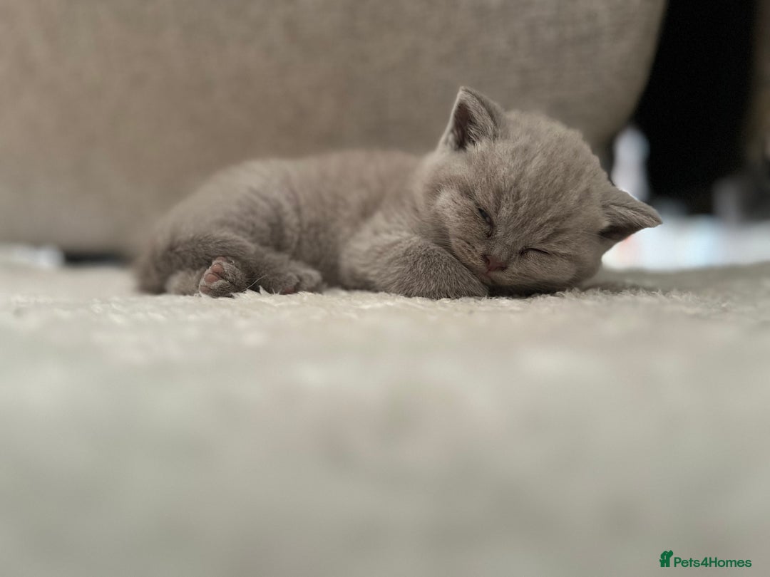 British Shorthair cats for sale: Beautiful, show quality lilac and blue BSH - Image 12