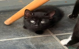 British Longhair cats for sale: Mixed breed kittens long hair Ready now! in Sevenoaks - Image 15