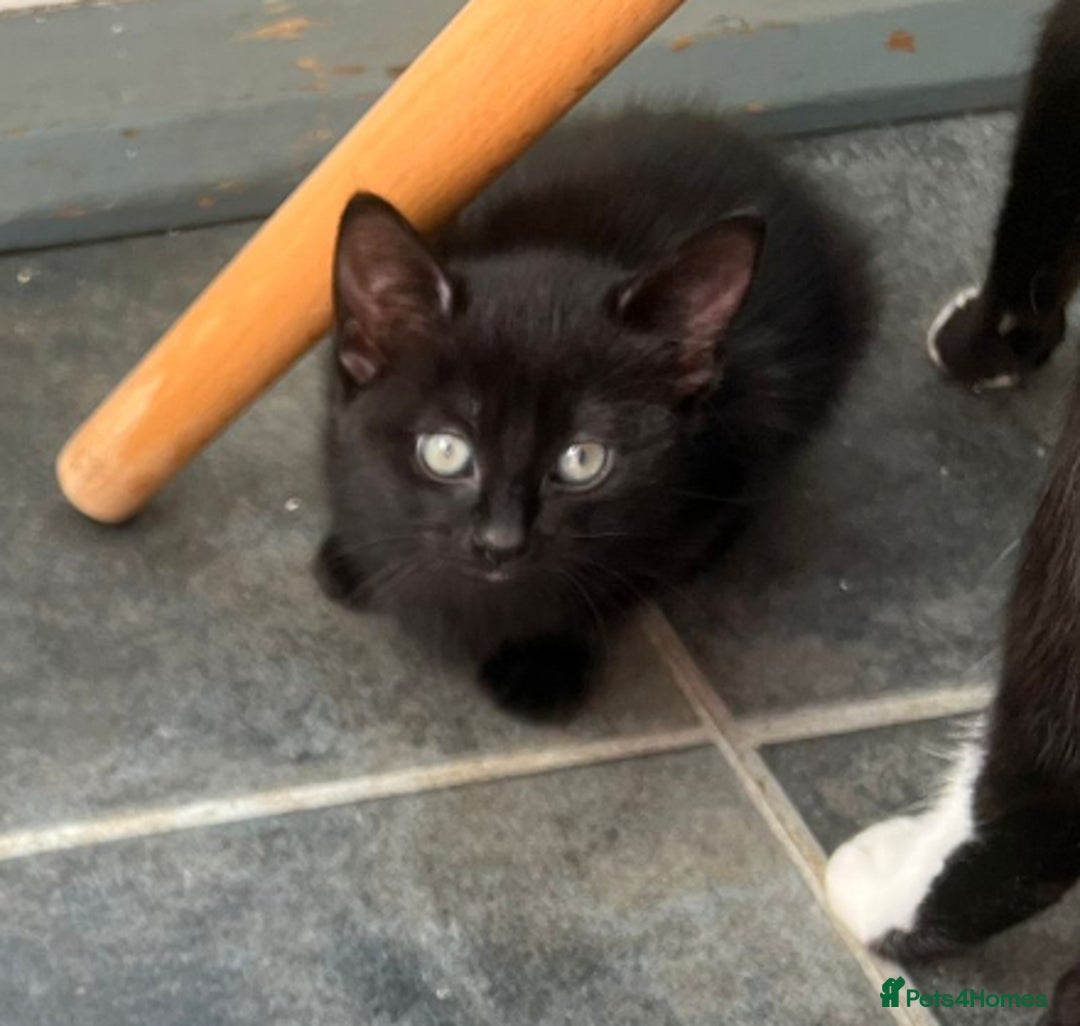 British Longhair cats for sale: Mixed breed kittens long hair Ready now! in Sevenoaks - Image 15