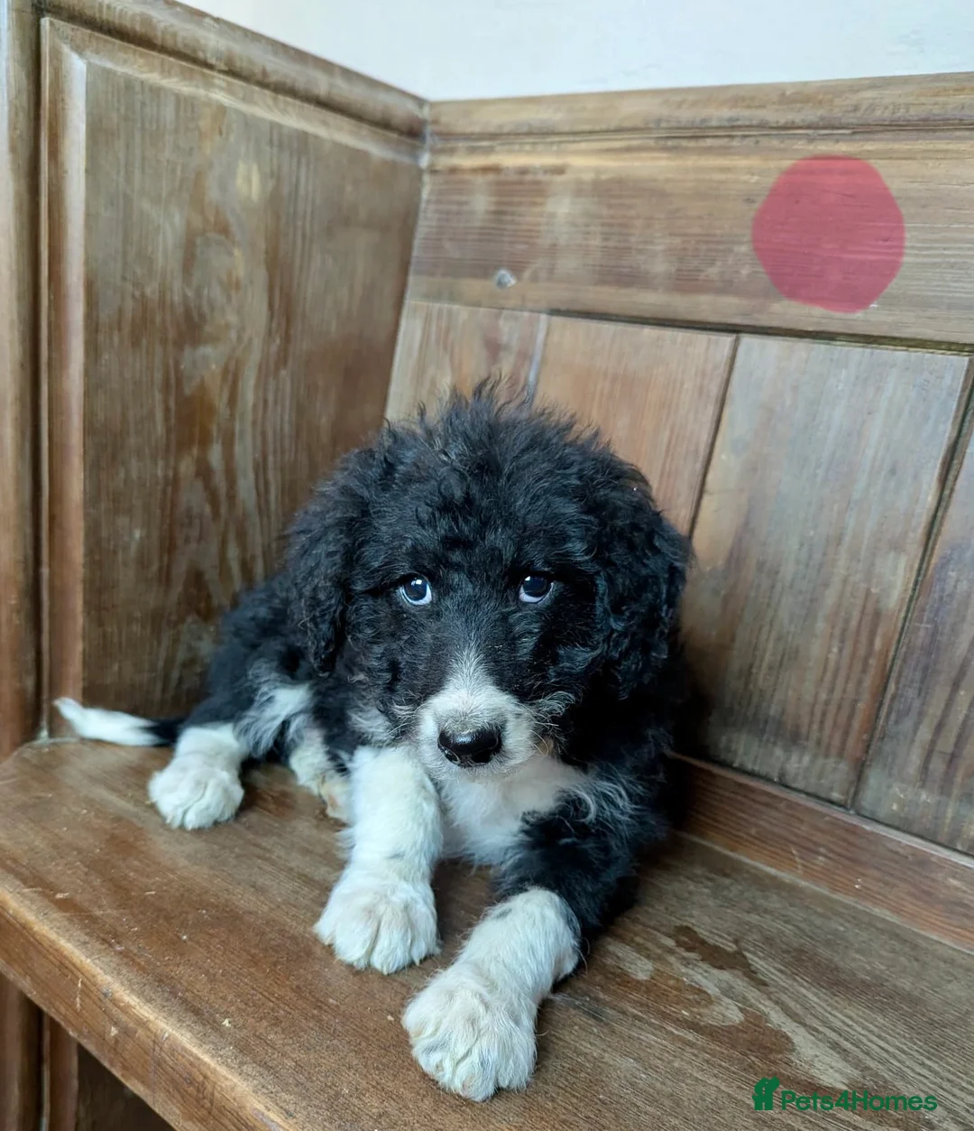 Bordoodle dogs for sale: Standard Bordoodle/Colliepoodle Puppies - Advert 18