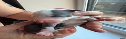 Whippet dogs for sale: Beautiful whippet puppies - Advert 8