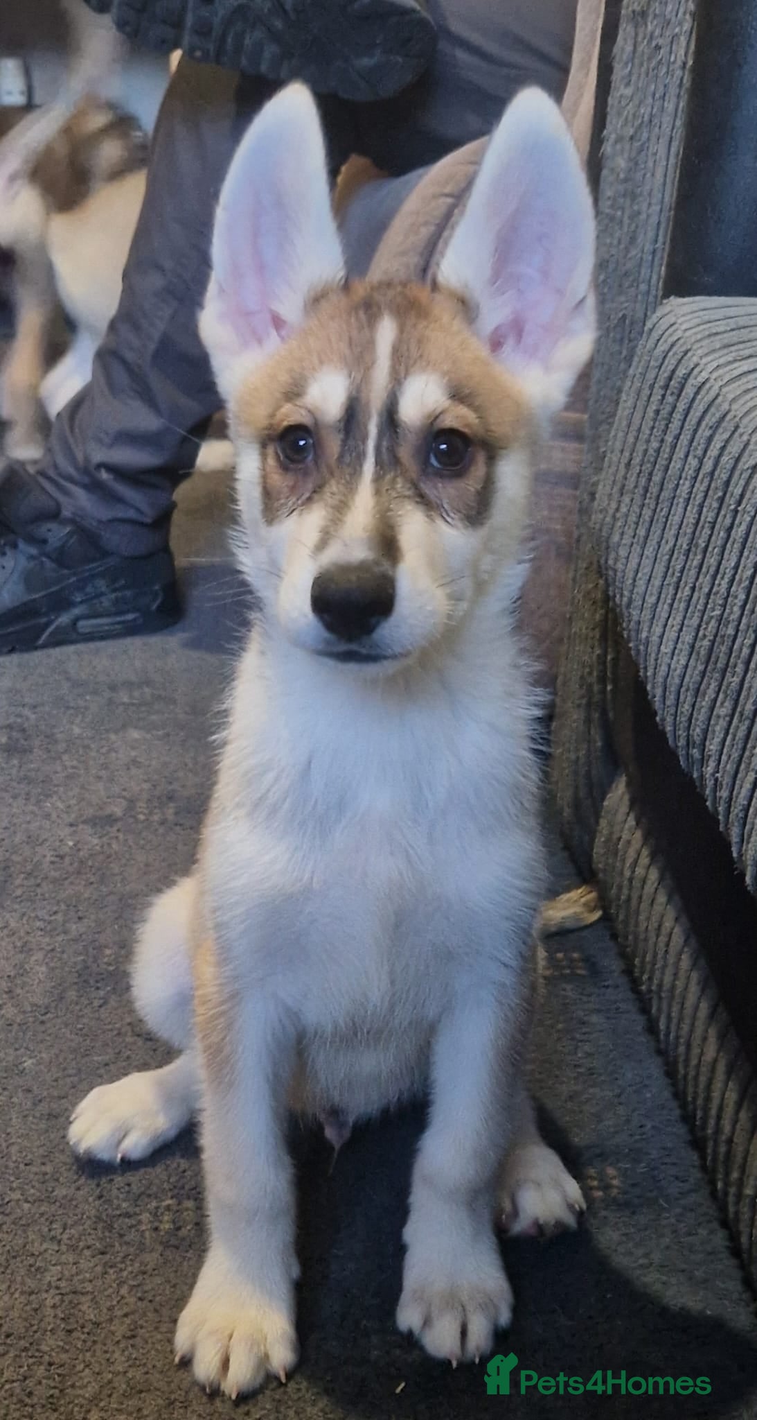 Shepsky dogs We have 7 beautiful shepskys 2 girls 5 boys - Advert 1