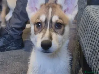 Shepsky dogs We have 7 beautiful shepskys 2 girls 5 boys - Advert 1