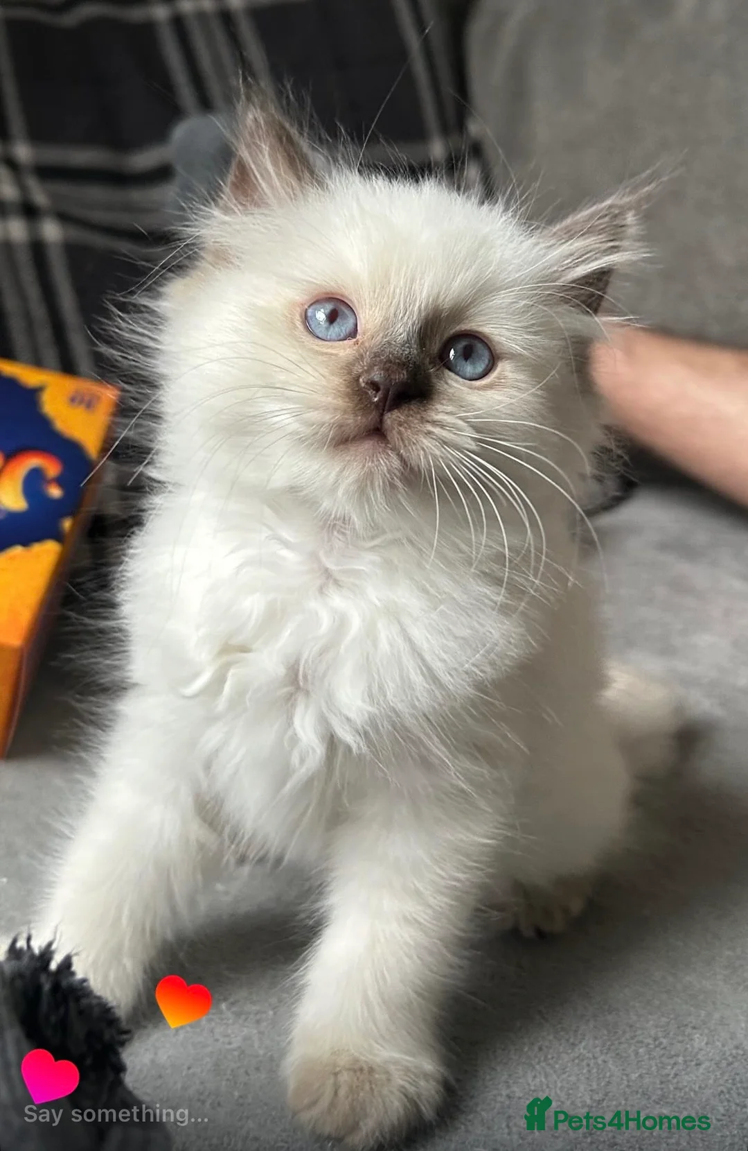 Ragdoll cats for sale: 🤎Exceptional Rare Chocolate Point Ragdoll Boy 🤎 - Advert 17