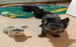 Mixed Breed dogs for sale: Adorable wauzer puppies for sale  - Image 6