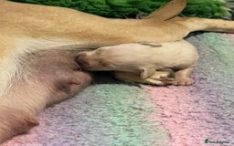 Labrador Retriever dogs for sale: Labrador puppies 5 gen pedigree health tested - Image 28