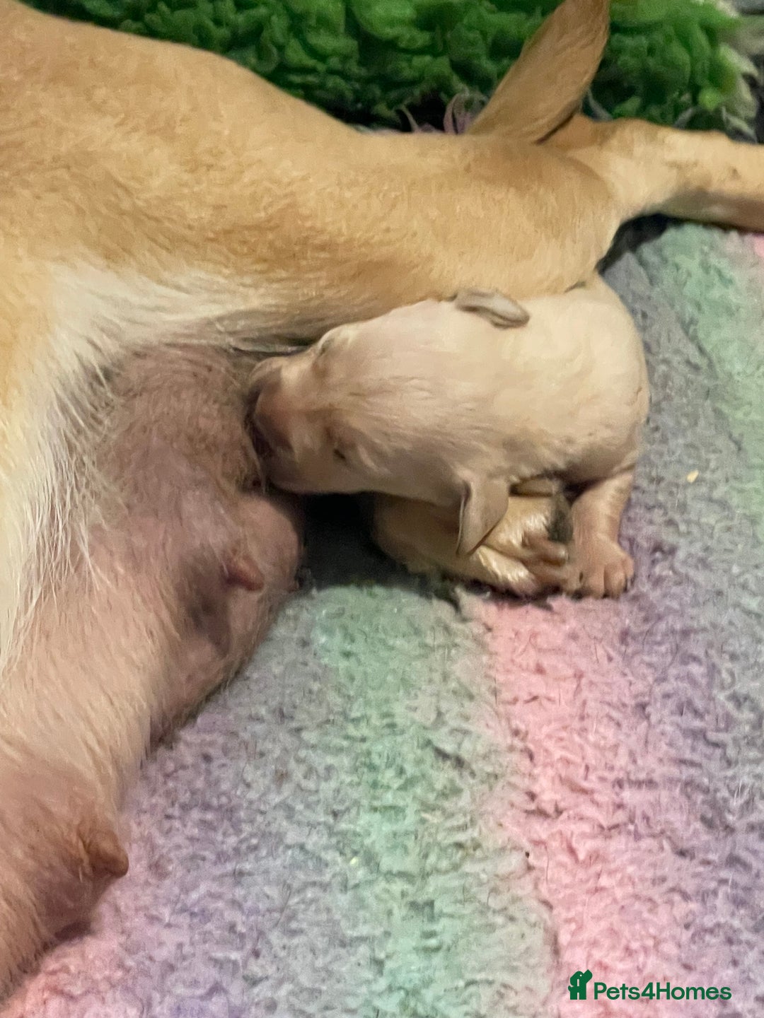 Labrador Retriever dogs for sale: Labrador puppies 5 gen pedigree health tested - Image 28
