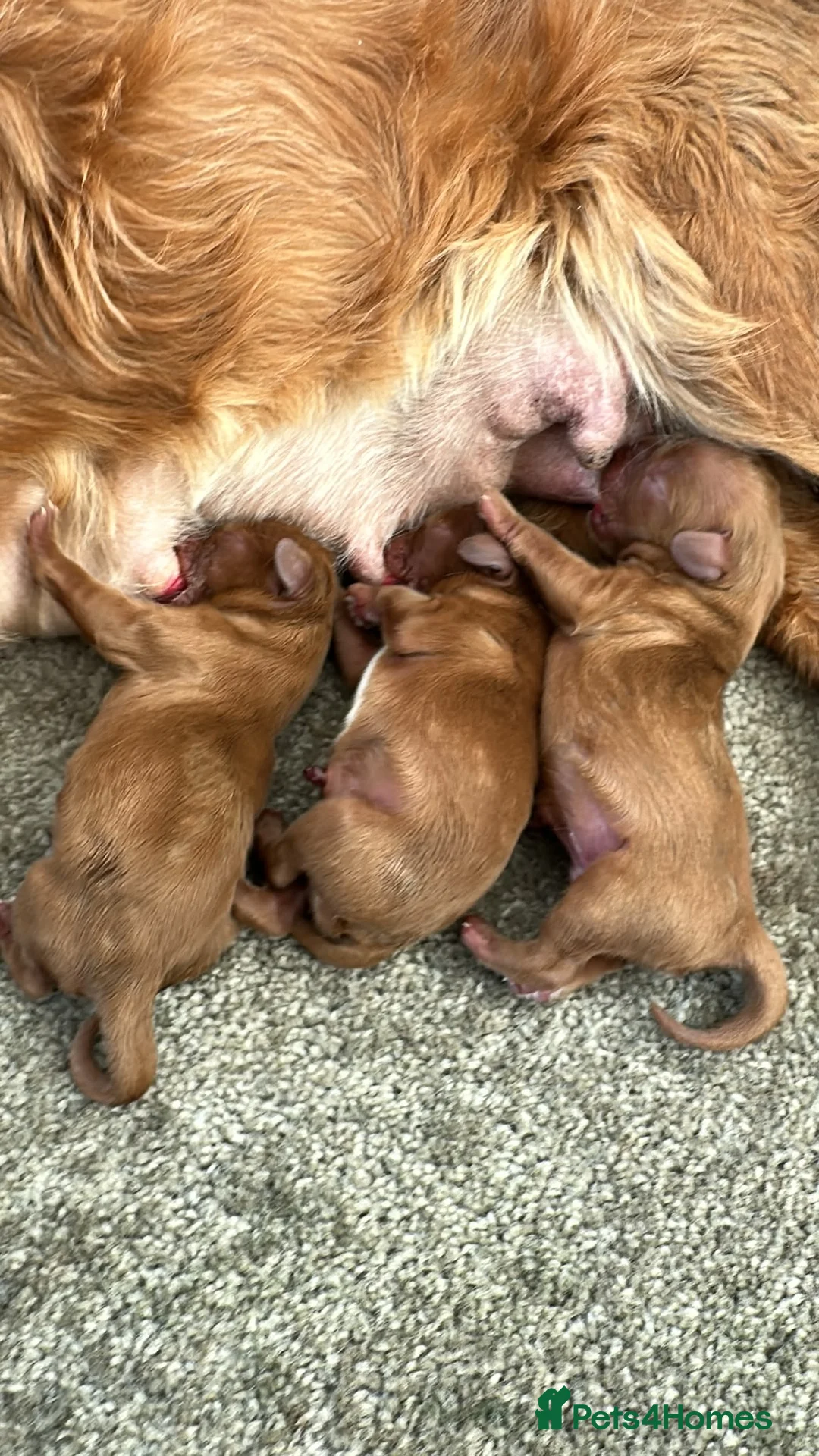 Cavalier King Charles Spaniel dogs for stud: STUD only!  KC registered  - Advert 2
