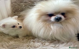 Pomeranian dogs for sale: Adorable Pomeranian puppies  - Image 4