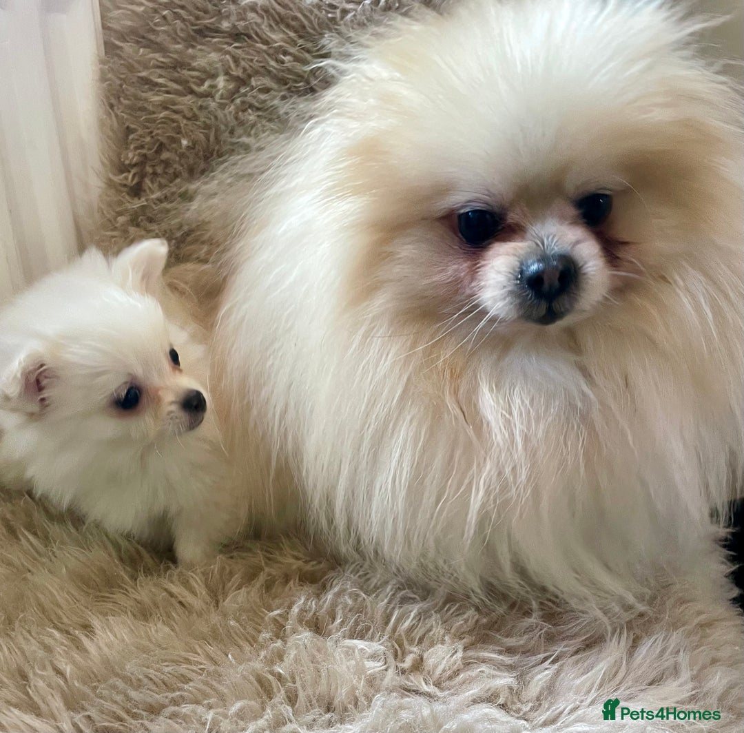 Pomeranian dogs for sale: Adorable Pomeranian puppies  - Image 4