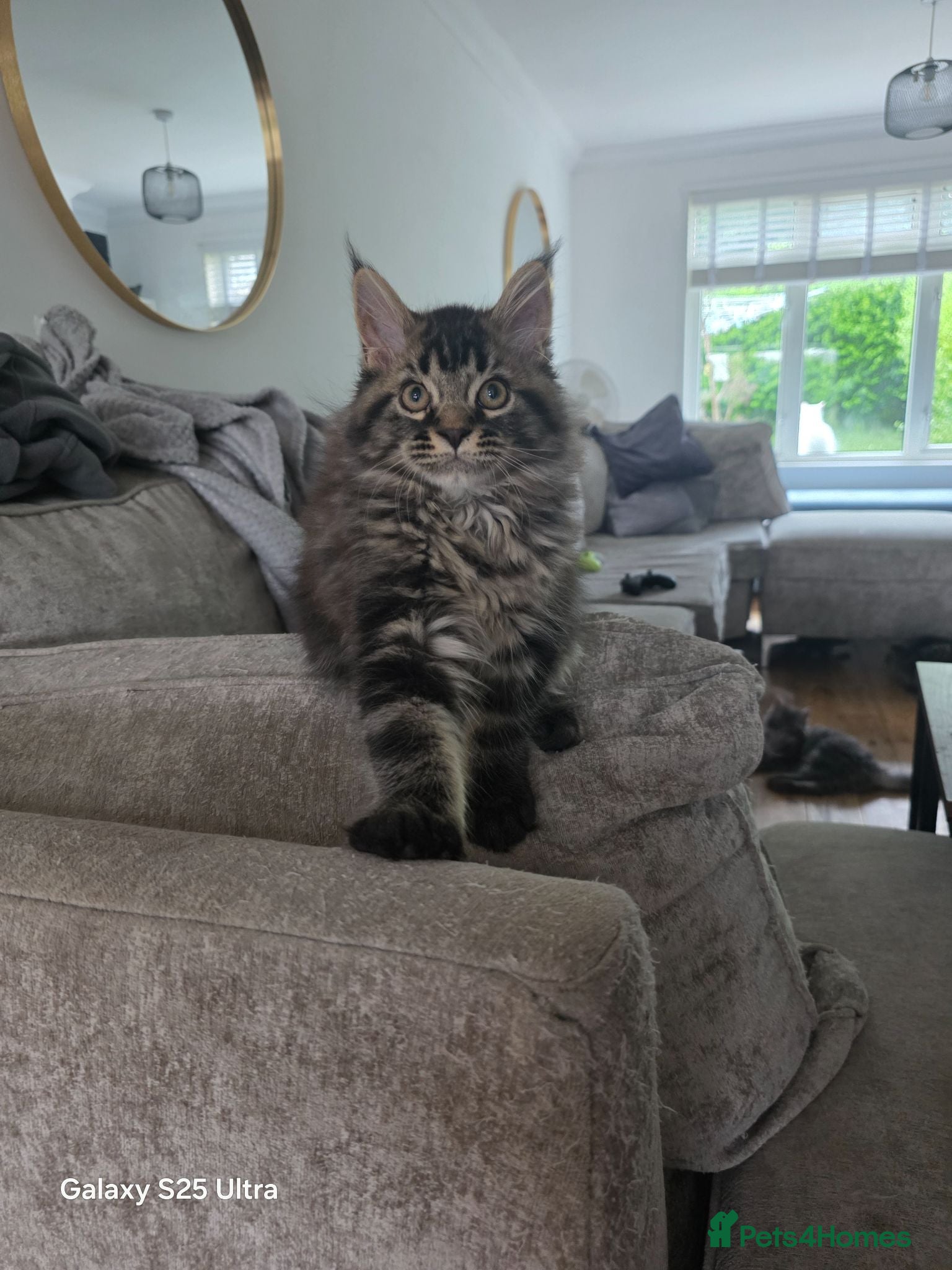 Maine Coon cats Ready now Stunning pure maine coons 1b 1g  - Advert 15