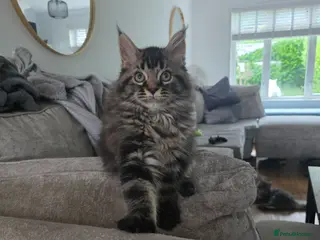 Maine Coon cats Ready now Stunning pure maine coons 1b 1g - Advert 15