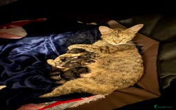 Mixed Breed cats for sale: Beautiful kittens tuxedo tabby & calico - Image 9