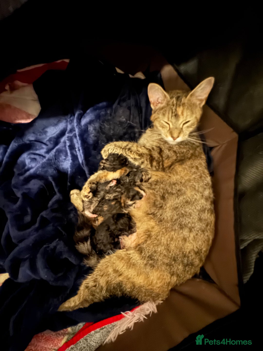 Mixed Breed cats for sale: Beautiful kittens tuxedo tabby & calico - Image 9