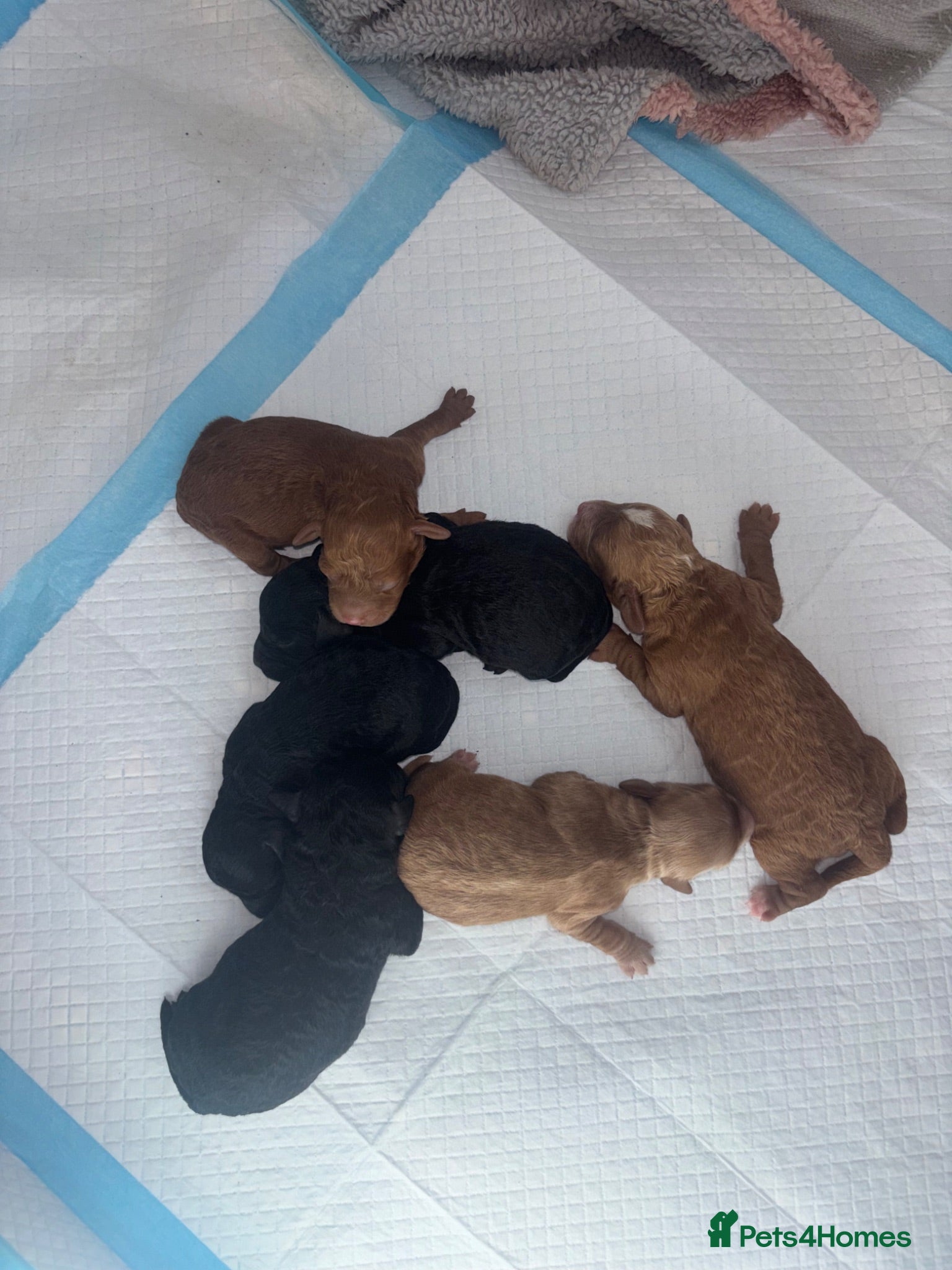 Sproodle dogs F1B sproodle puppies  - Advert 18
