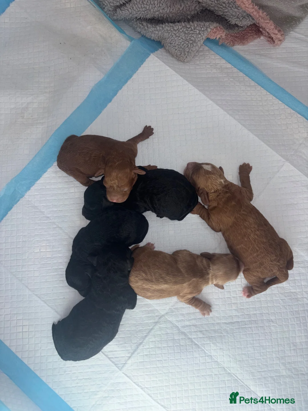 Sproodle dogs for sale: F1B sproodle puppies  in Nantwich - Advert 1