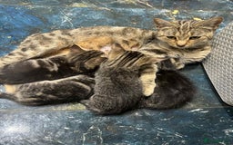 Mixed Breed cats for sale: Adorable Mixed Breed Kitten for Sale! - Image 25