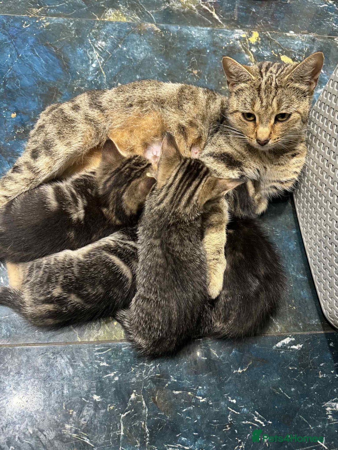 Mixed Breed cats for sale: Adorable Mixed Breed Kitten for Sale! - Image 25