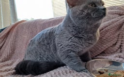 British Shorthair cats for stud: GCCF Active BLUE BOY for stud 💙 in Bexleyheath - Image 2