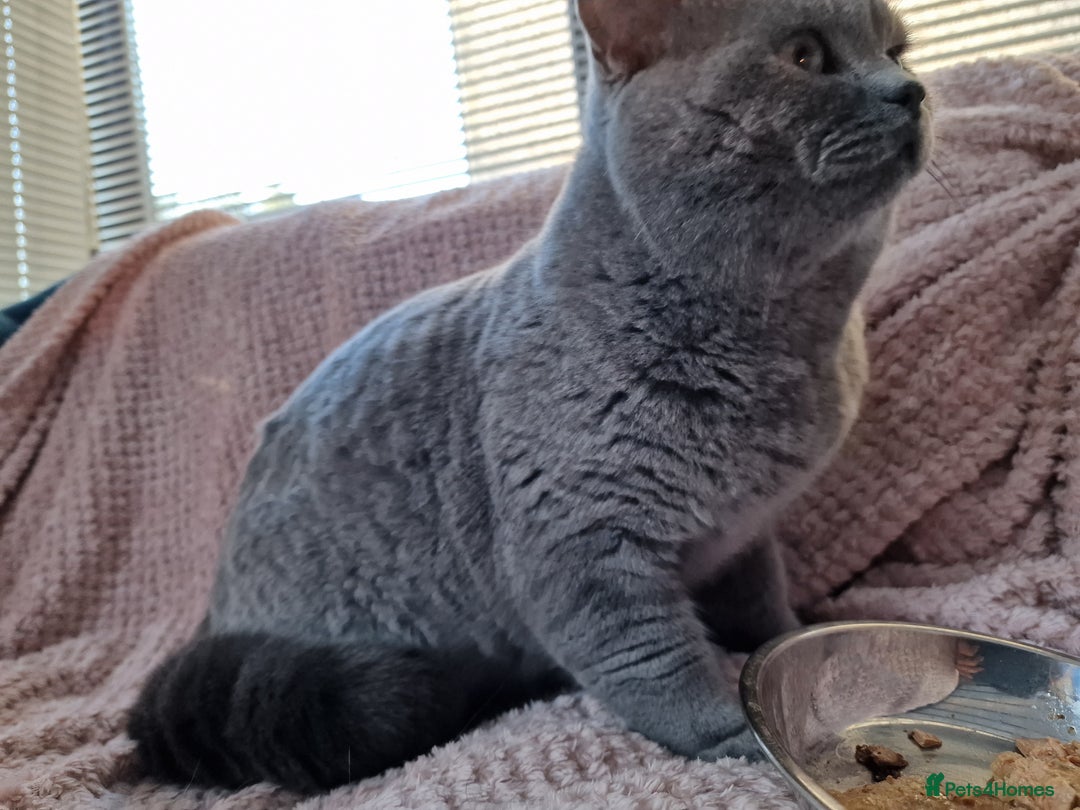 British Shorthair cats for stud: GCCF Active BLUE BOY for stud 💙 in Bexleyheath - Image 2