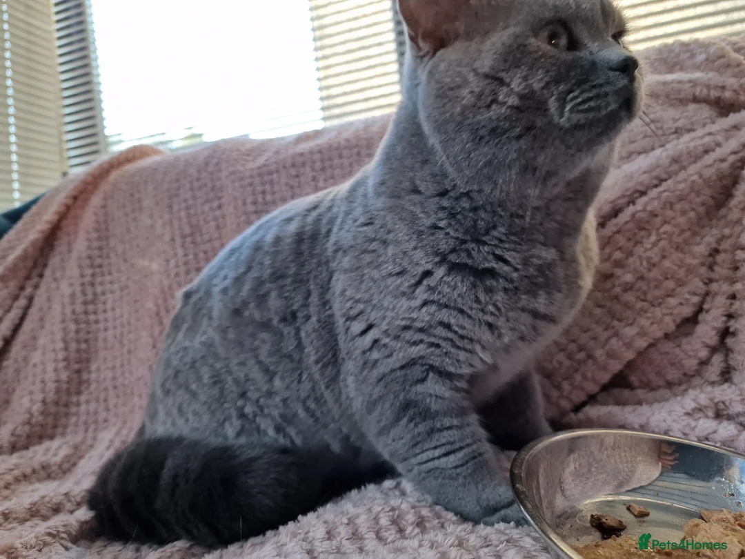 British Shorthair cats for stud: GCCF Active BLUE BOY for stud 💙 in Bexleyheath - Advert 2