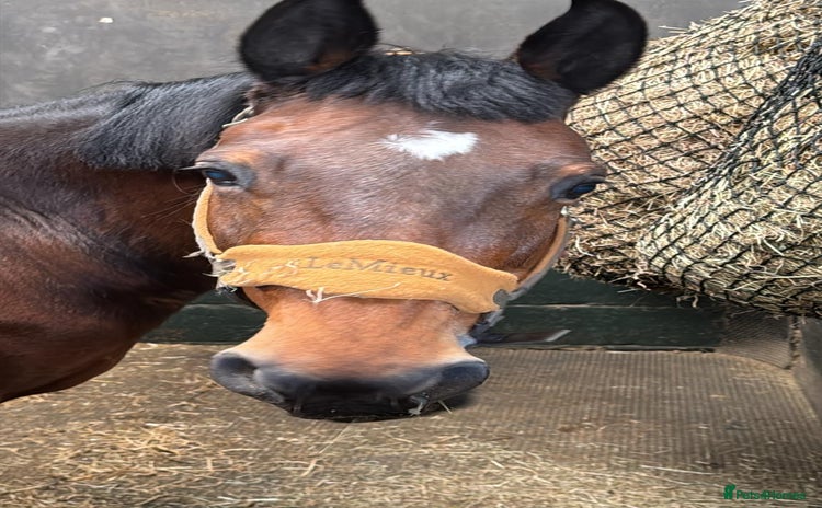 Westphalian horses - Advert 1