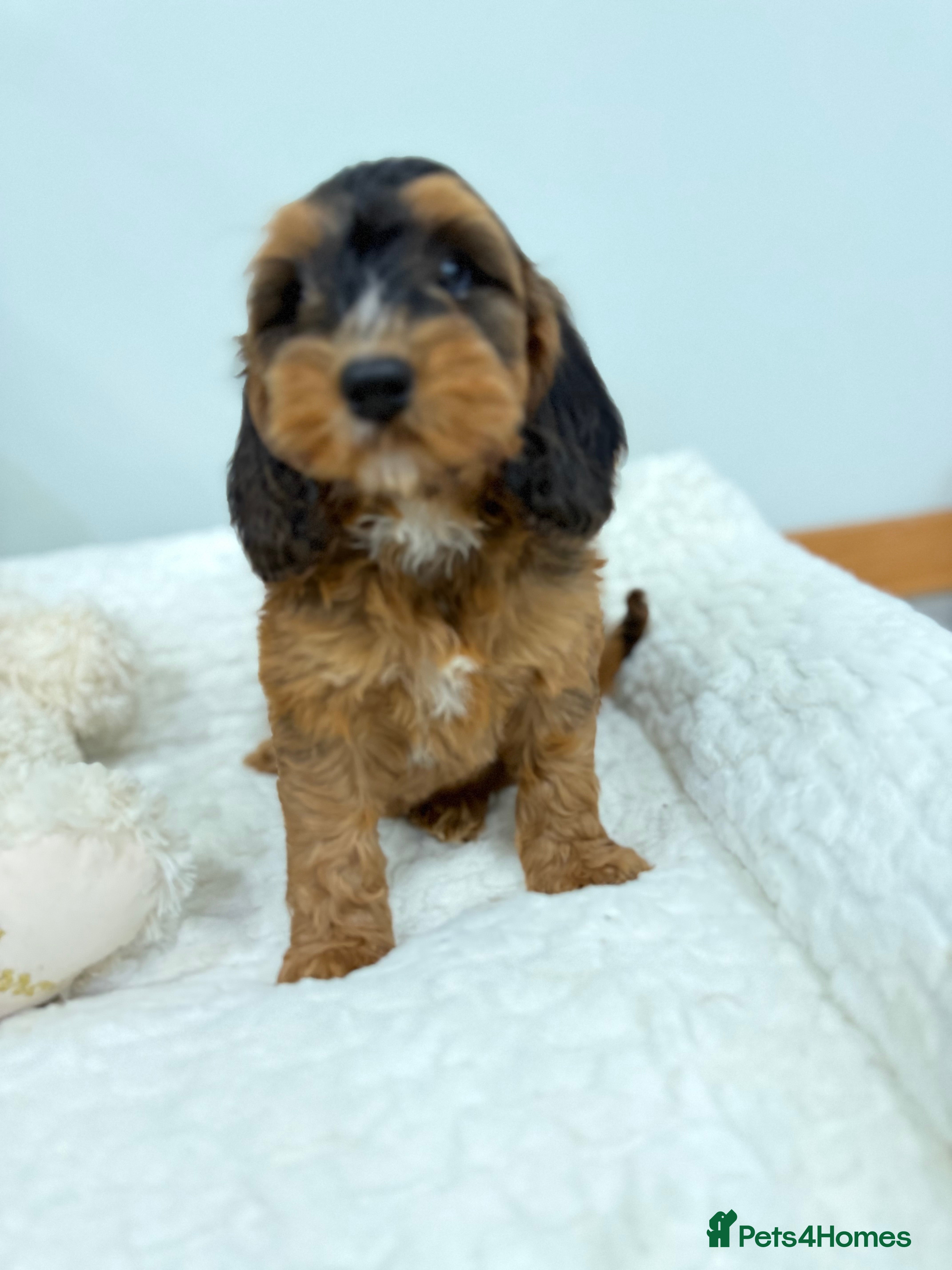 Cockapoo dogs 11 red sable, f1 cockapoo. KC & DNA clear parents - Advert 15