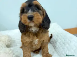 Cockapoo dogs 11 red sable, f1 cockapoo. KC & DNA clear parents - Advert 15