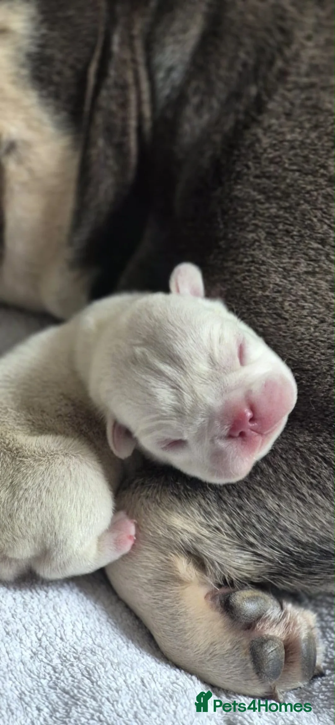 French Bulldog dogs for sale: Just arrived French Bulldog Puppy  in Sittingbourne - Advert 2
