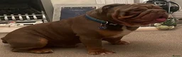 English Bulldog dogs for stud: Big Norman - Advert 2
