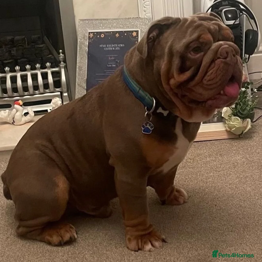 English Bulldog dogs for stud: Big Norman - Advert 2