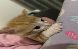 British Shorthair cats for sale: 4 kittens for sale: 3 girls 1 boy mixed coats  - Image 18