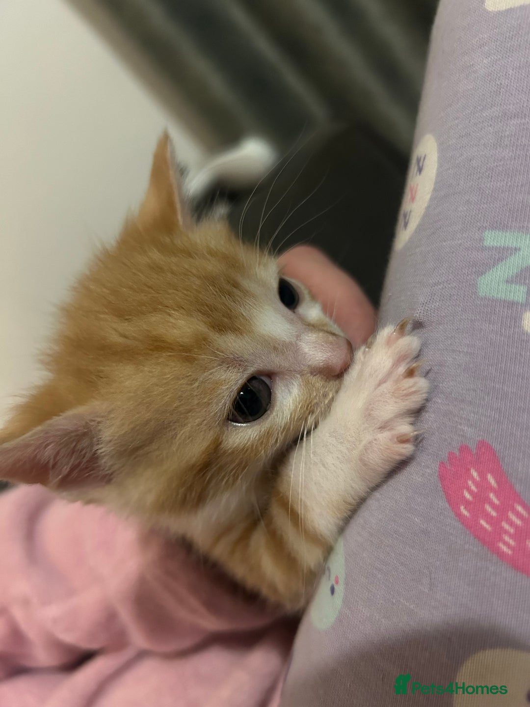 British Shorthair cats for sale: 4 kittens for sale: 3 girls 1 boy mixed coats  - Image 18