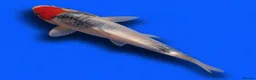 Koi Carp fish for sale: Japanese Koi - Top Quality - Advert 15