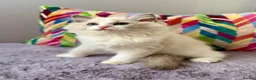 Ragdoll cats for sale: TICA registered ragdoll kittens from champions - Advert 14