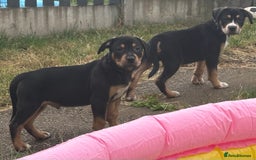 Mixed Breed dogs for sale: Heinz Pups for Sale  - Image 8