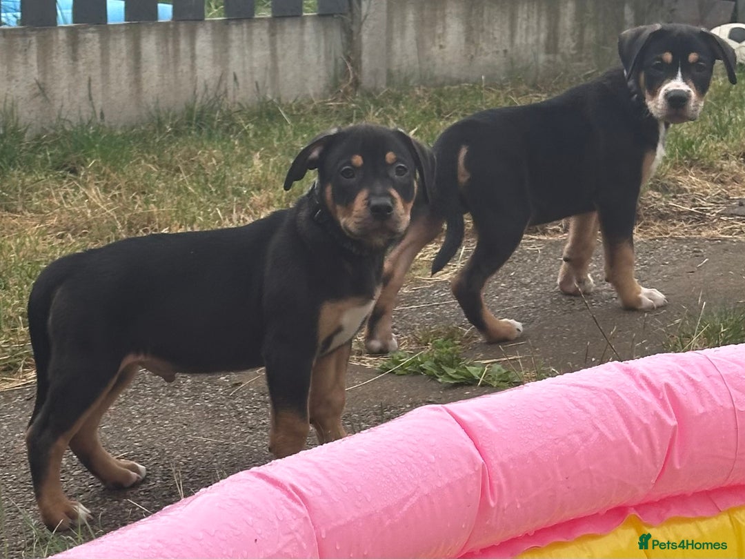 Mixed Breed dogs for sale: Heinz Pups for Sale  - Image 8
