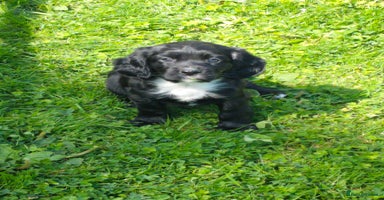 Cocker Spaniel dogs - Advert 14