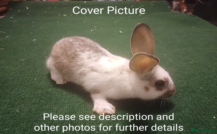 Lionhead rabbits - Advert 10
